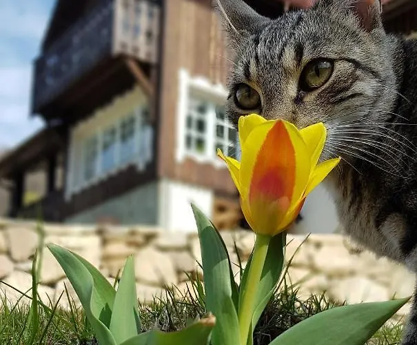 Dom Jesionow 팜스테이